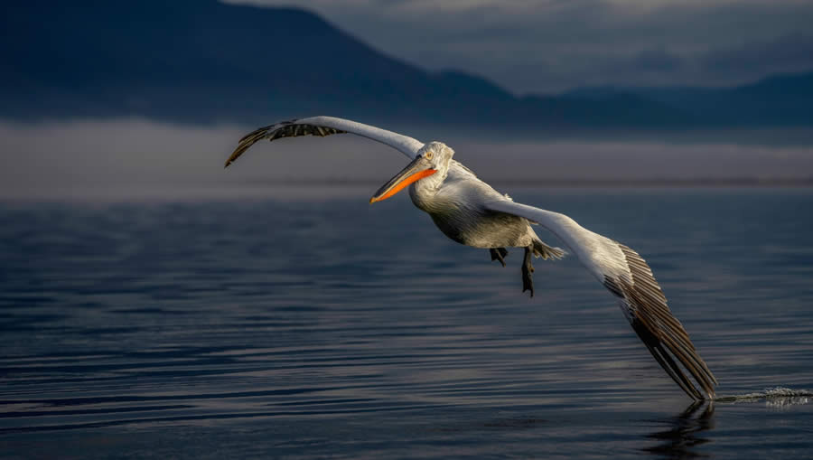 SINWP Bird Photographer of the Year 2024 Winners