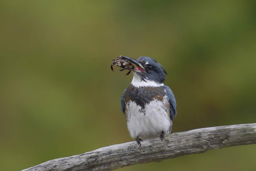 SINWP Bird Photographer of the Year 2024 Winners