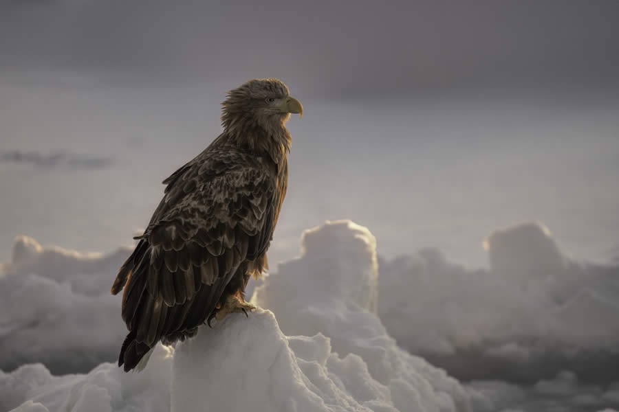 SINWP Bird Photographer of the Year 2024 Winners