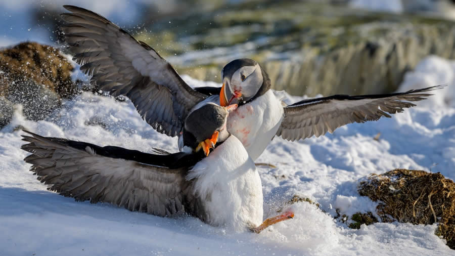 SINWP Bird Photographer of the Year 2024 Winners