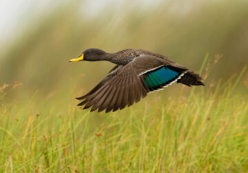 SINWP Bird Photographer of the Year 2024 Winners