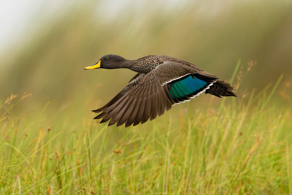 SINWP Bird Photographer of the Year 2024 Winners