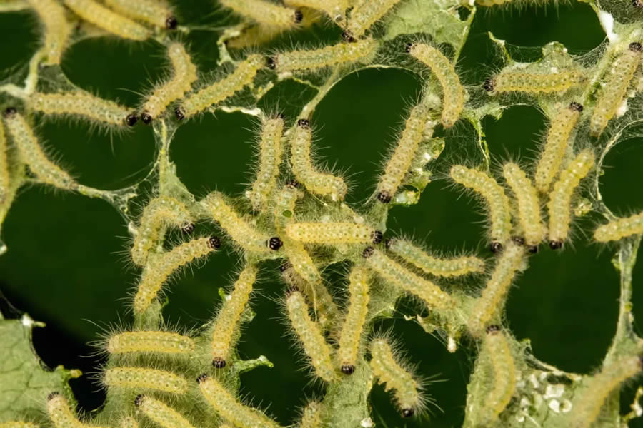 Nature and Drone Smithsonian Magazine Awards 