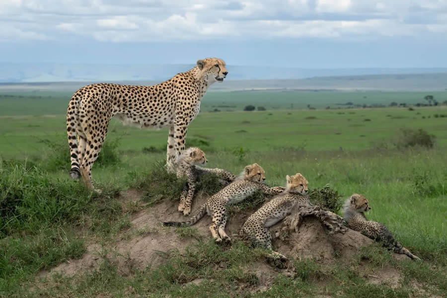 Nature and Drone Smithsonian Magazine Awards 