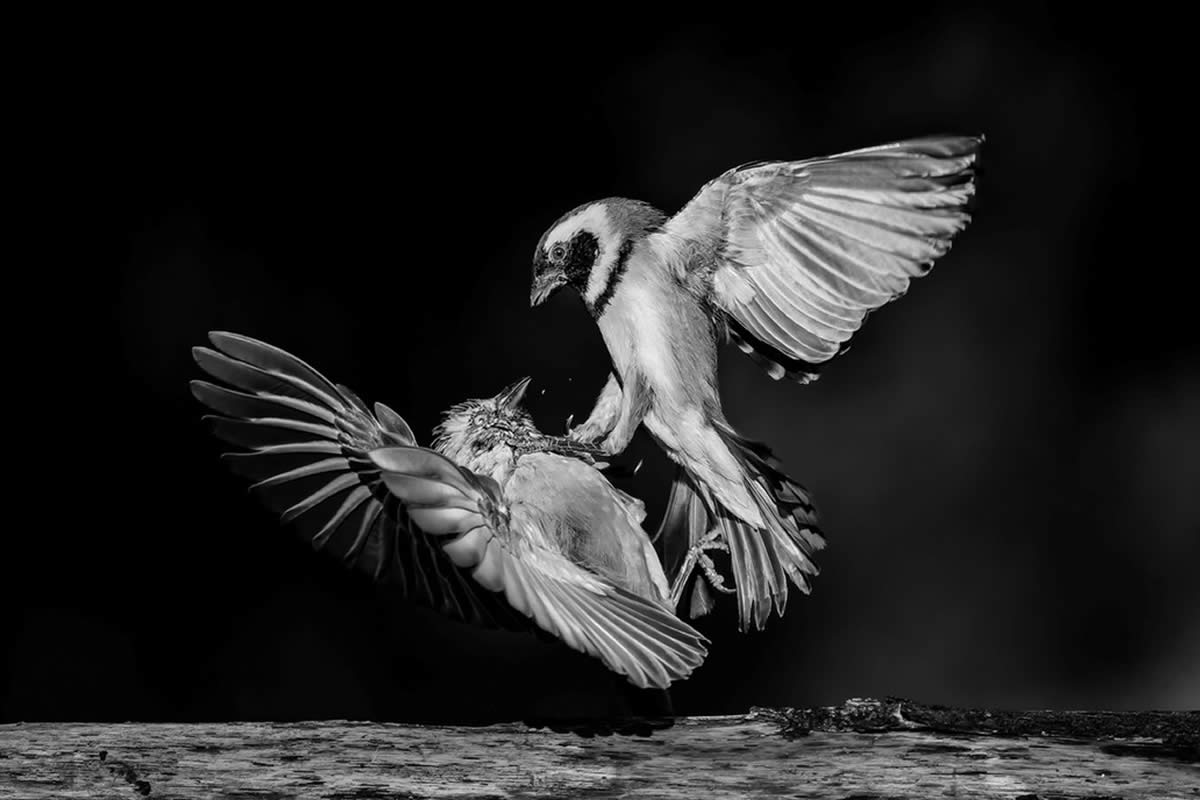 Black and White-Winning Photos from the Artist Gallery Awards 2024