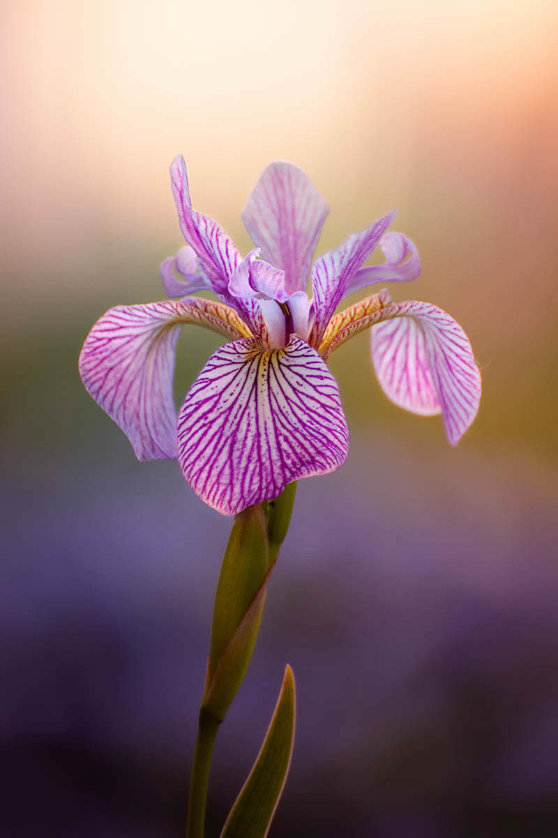 The Beauty of Plants Garden Photographer of the Year Winners