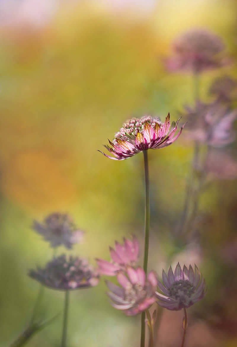 The Beauty of Plants Garden Photographer of the Year Winners