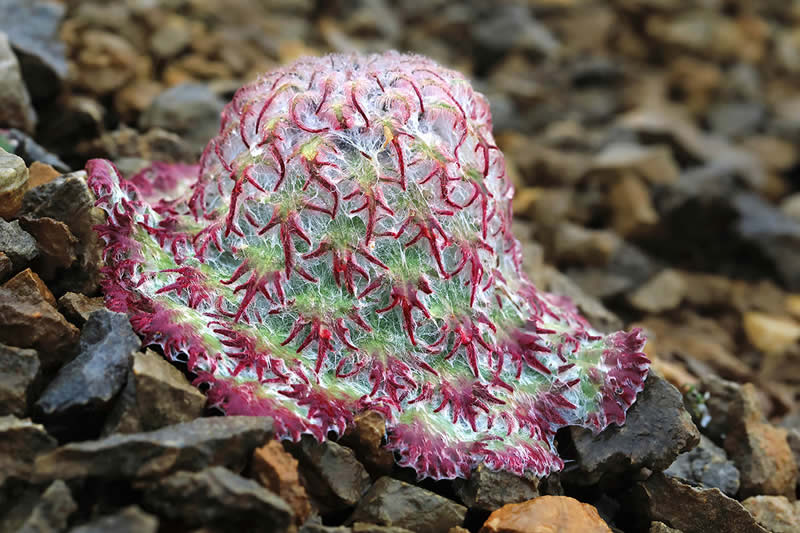 The Beauty of Plants Garden Photographer of the Year Winners