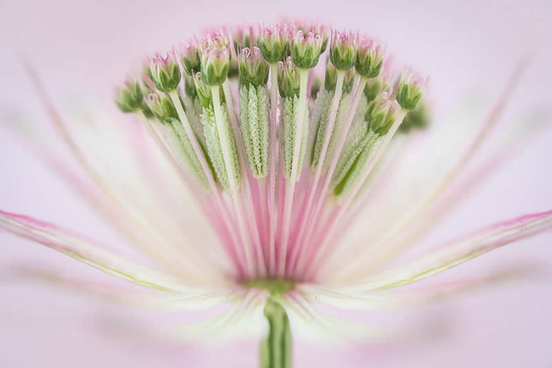 The Beauty of Plants Garden Photographer of the Year Winners