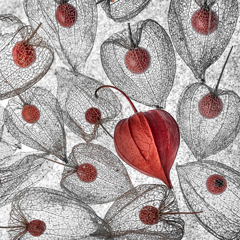 The Beauty of Plants Garden Photographer of the Year Winners