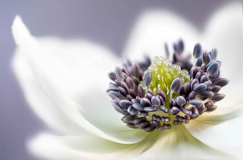 The Beauty of Plants Garden Photographer of the Year Winners