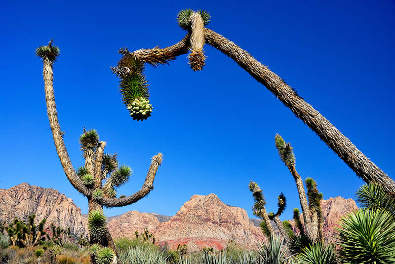 The Beauty of Plants Garden Photographer of the Year Winners