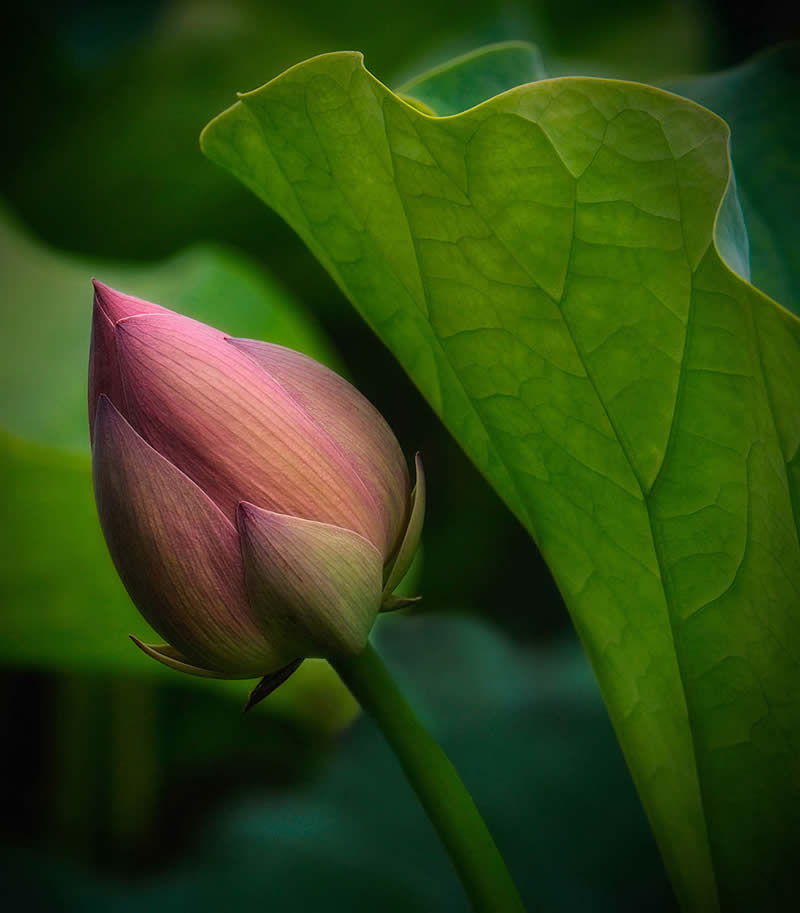 The Beauty of Plants Garden Photographer of the Year Winners