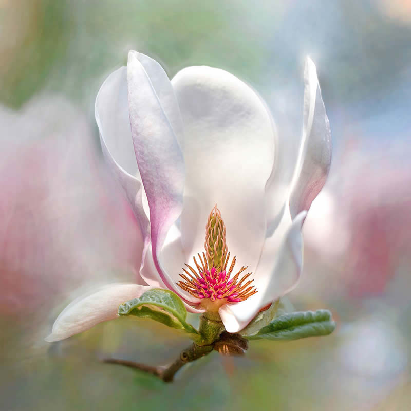 The Beauty of Plants Garden Photographer of the Year Winners