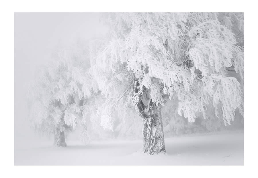 Trees Snow Black and White Photography