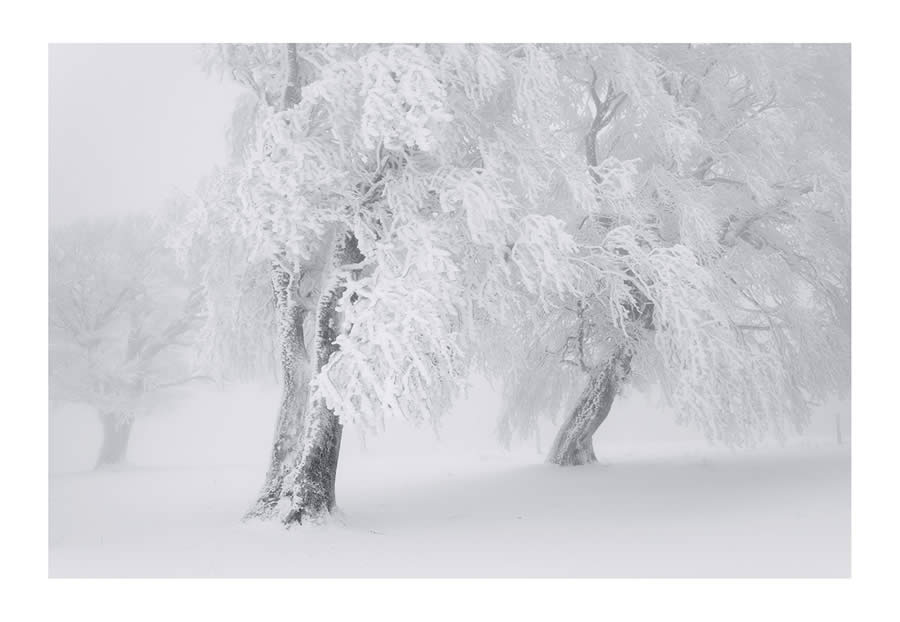 Trees Snow Black and White Photography