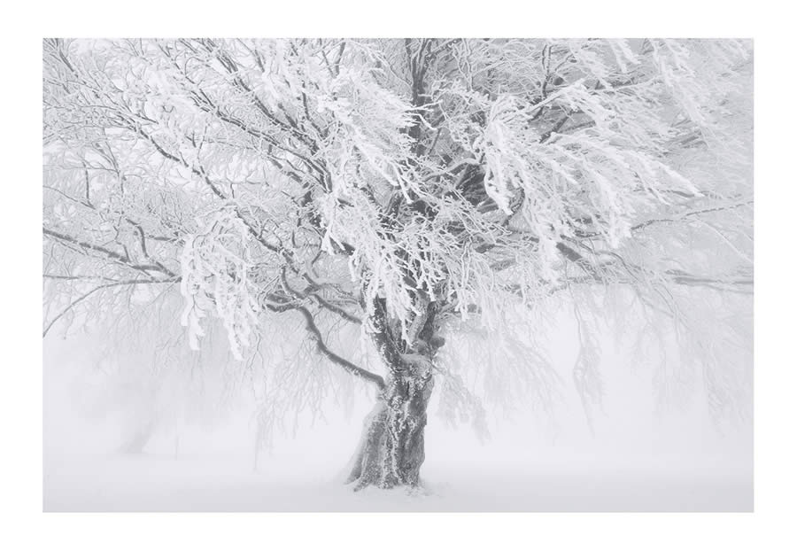 Trees Snow Black and White Photography