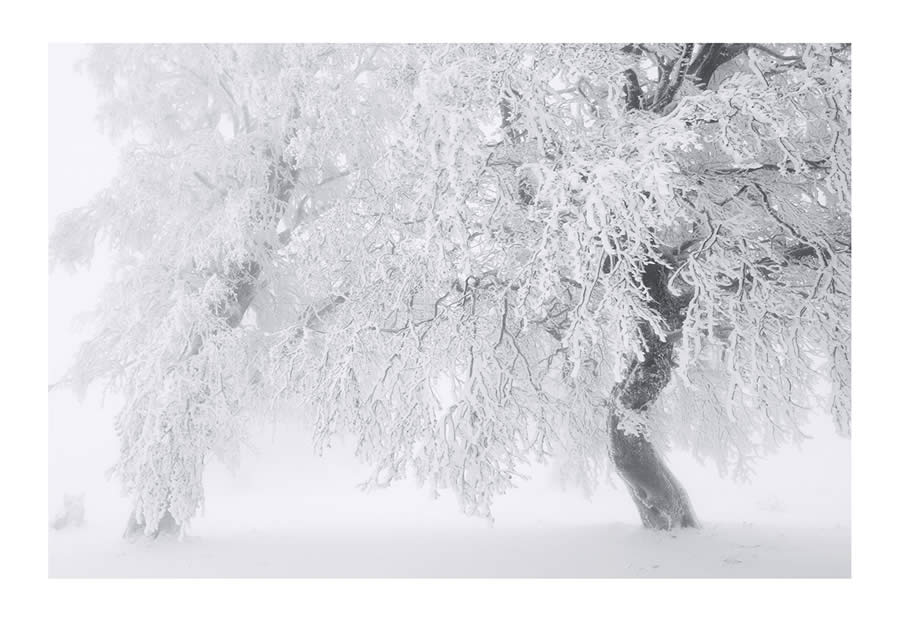 Trees Snow Black and White Photography