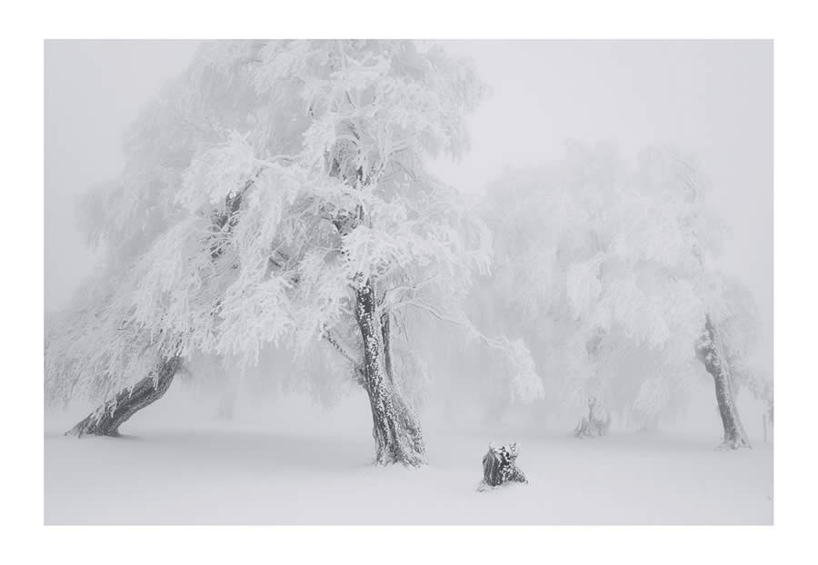 Trees Snow Black and White Photography