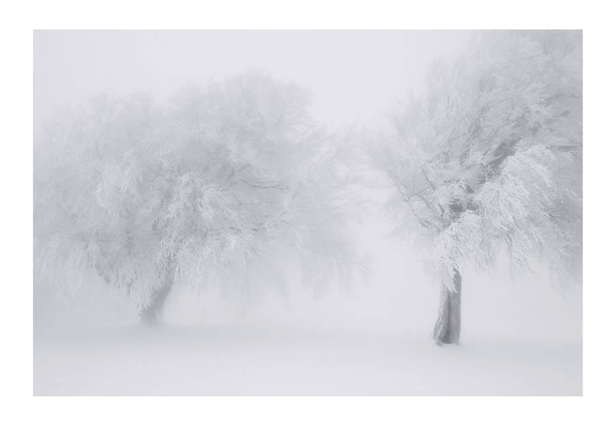 Trees Snow Black and White Photography