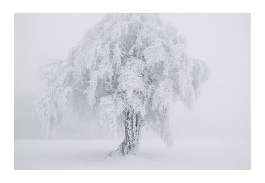 Trees Snow Black and White Photography