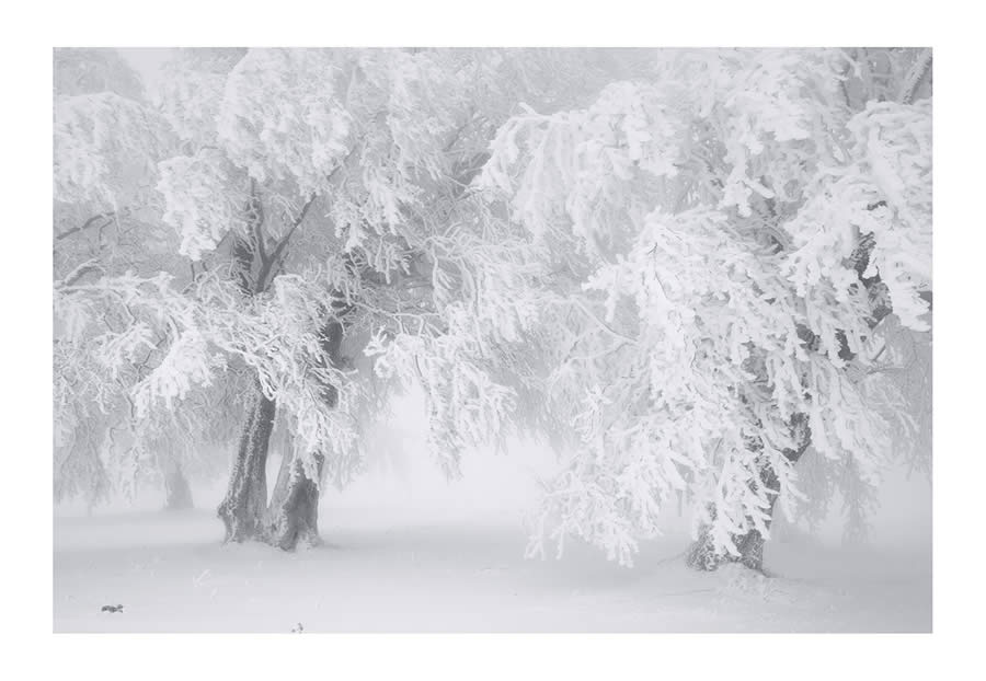 Trees Snow Black and White Photography