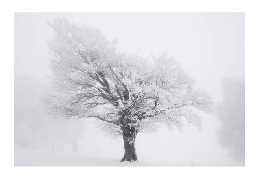 Trees Snow Black and White Photography