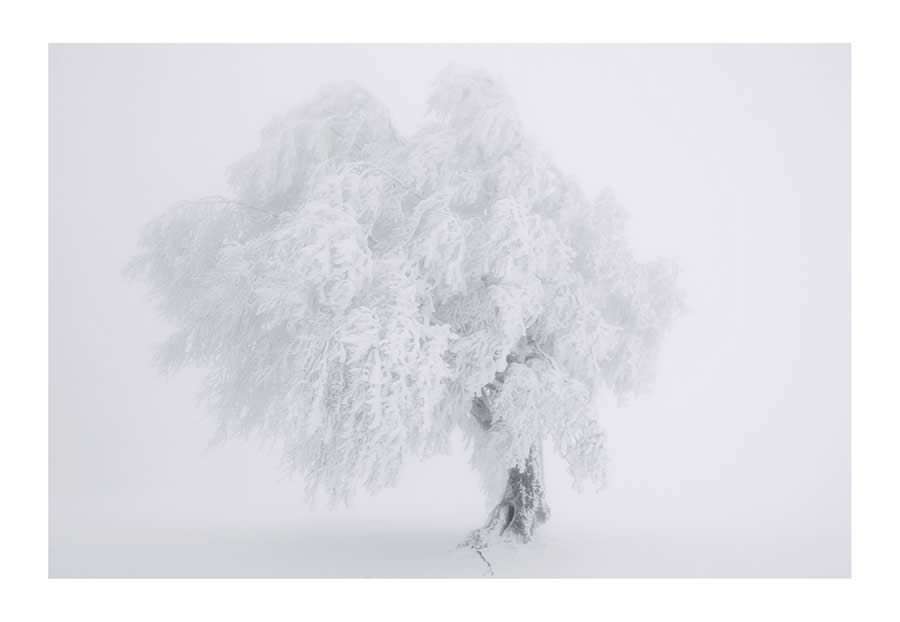 Trees Snow Black and White Photography