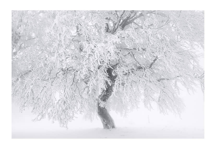 Trees Snow Black and White Photography