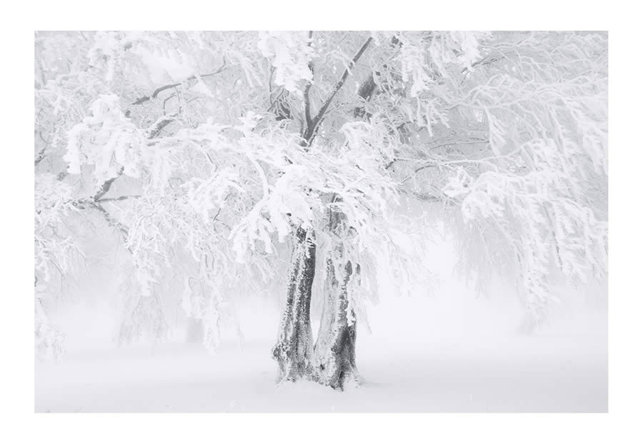 Trees Snow Black and White Photography