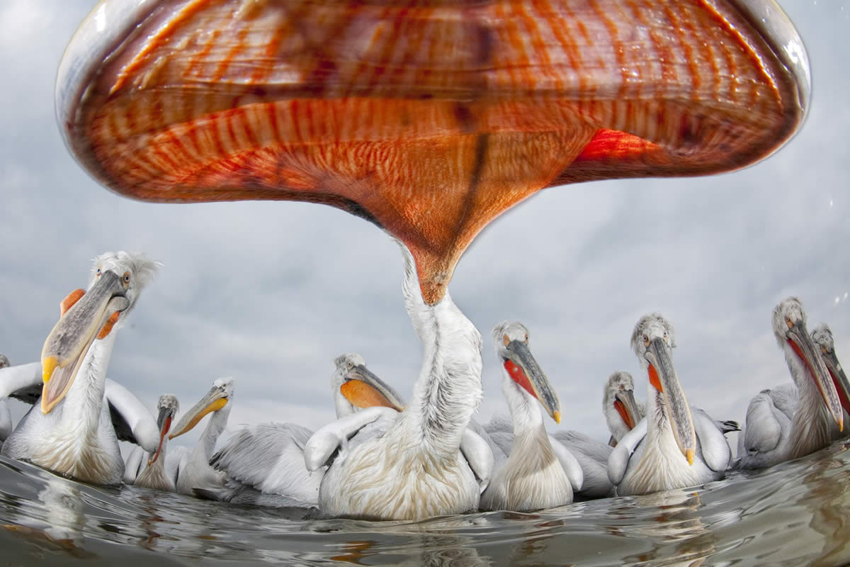 Award Winning Wildlife Photography