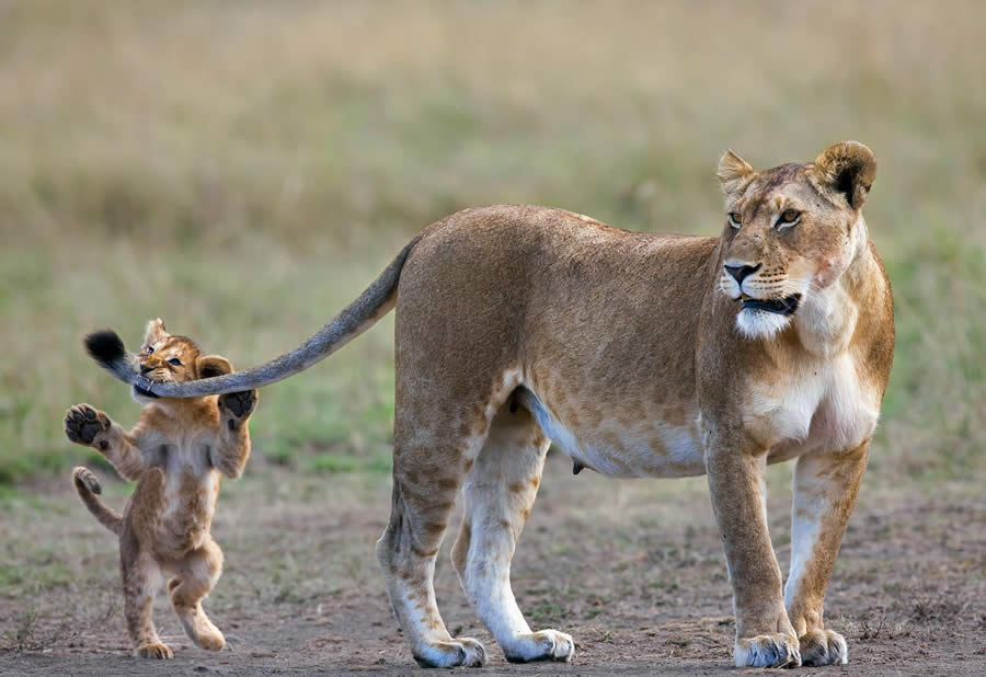 Wildlife Photography by Paul Mckenzie