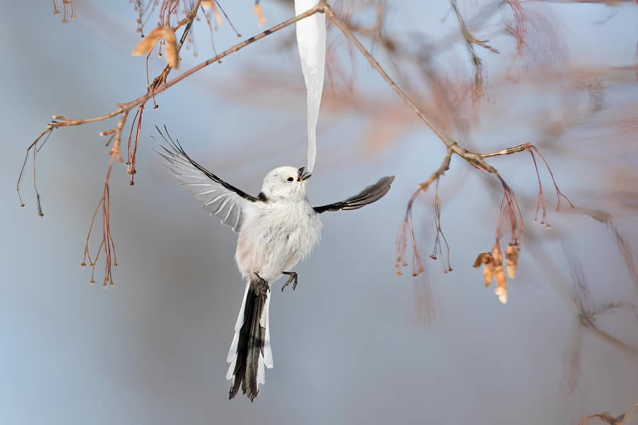 Wildlife Photography by Paul Mckenzie