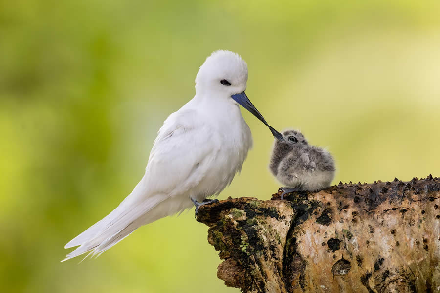 Wildlife Photography by Paul Mckenzie