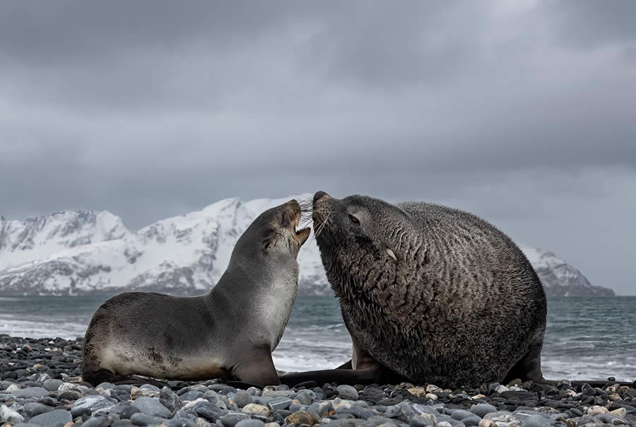 Wildlife Photography by Paul Mckenzie