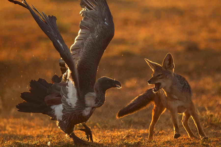 Wildlife Photography by Paul Mckenzie