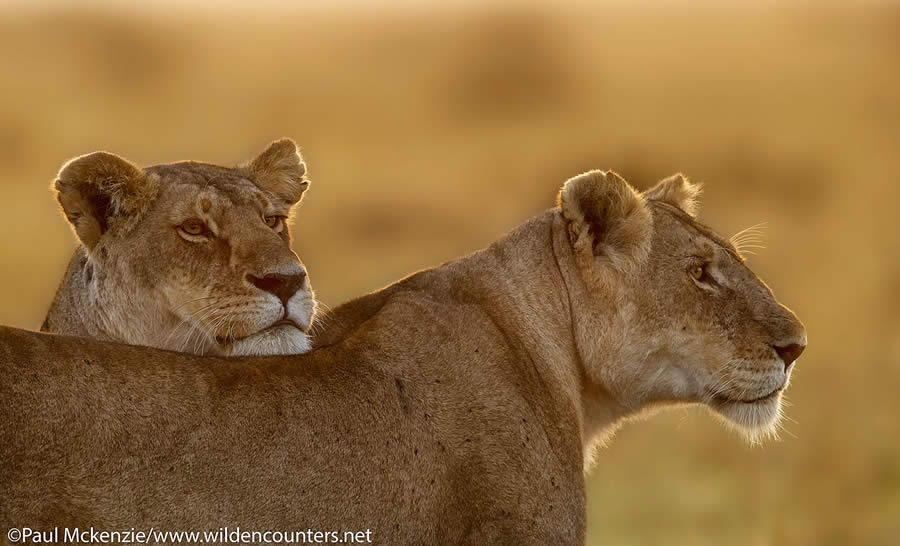 Wildlife Photography by Paul Mckenzie