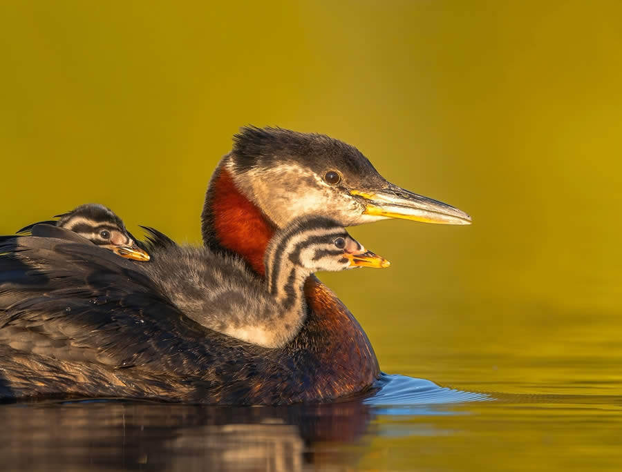 Landscape and Wildlife Photography by John Meragias