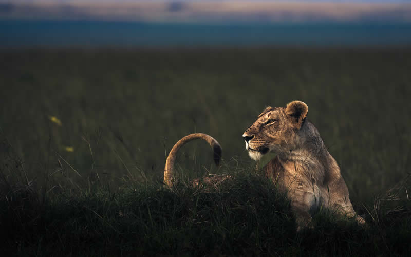 Wildlife Photography by Randall Ball