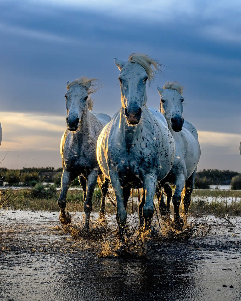 Wildlife Photography by Randall Ball