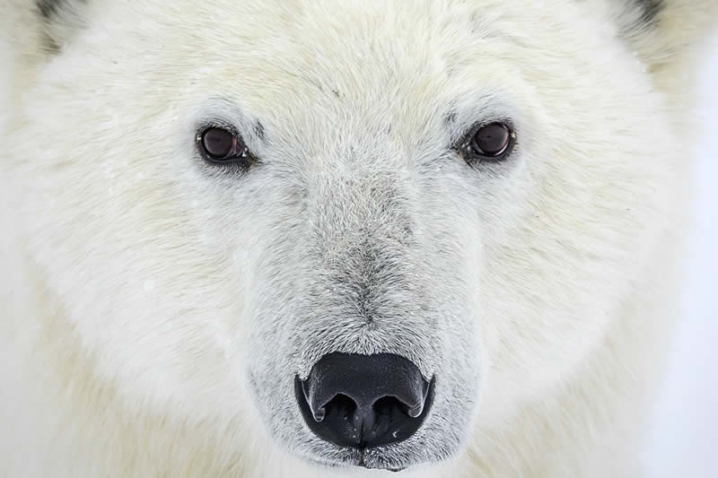 Wildlife Photography by Randall Ball