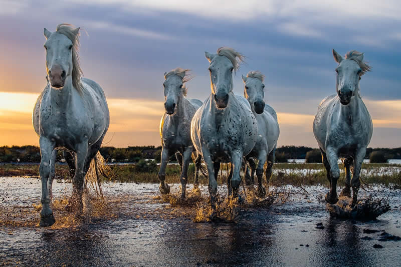 Wildlife Photography by Randall Ball