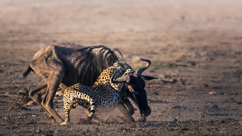 Wildlife Photography by Randall Ball