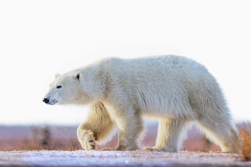 Wildlife Photography by Randall Ball