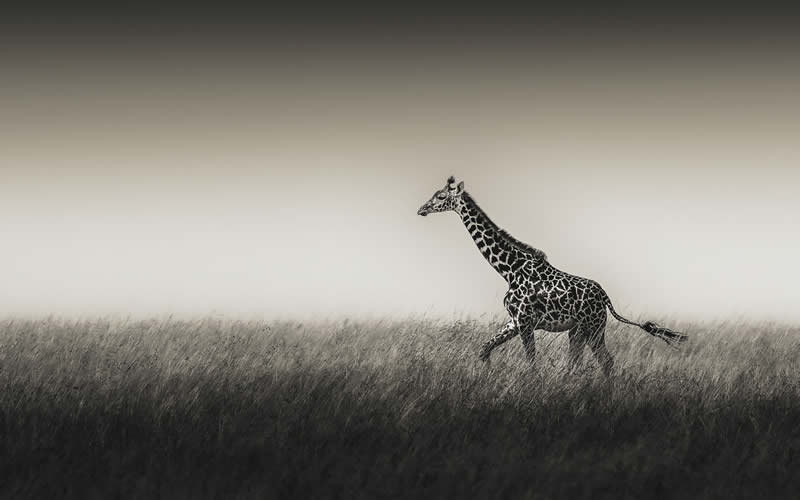 Wildlife Photography by Randall Ball