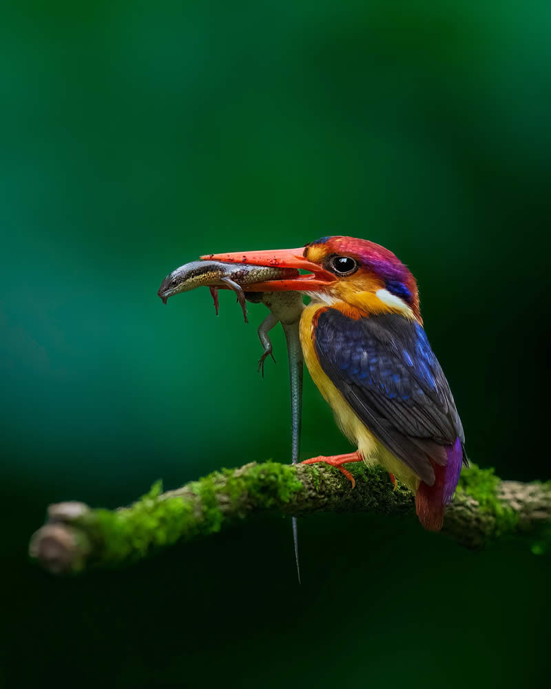 Indian Wildlife Photography by Swarnendu Chatterjee