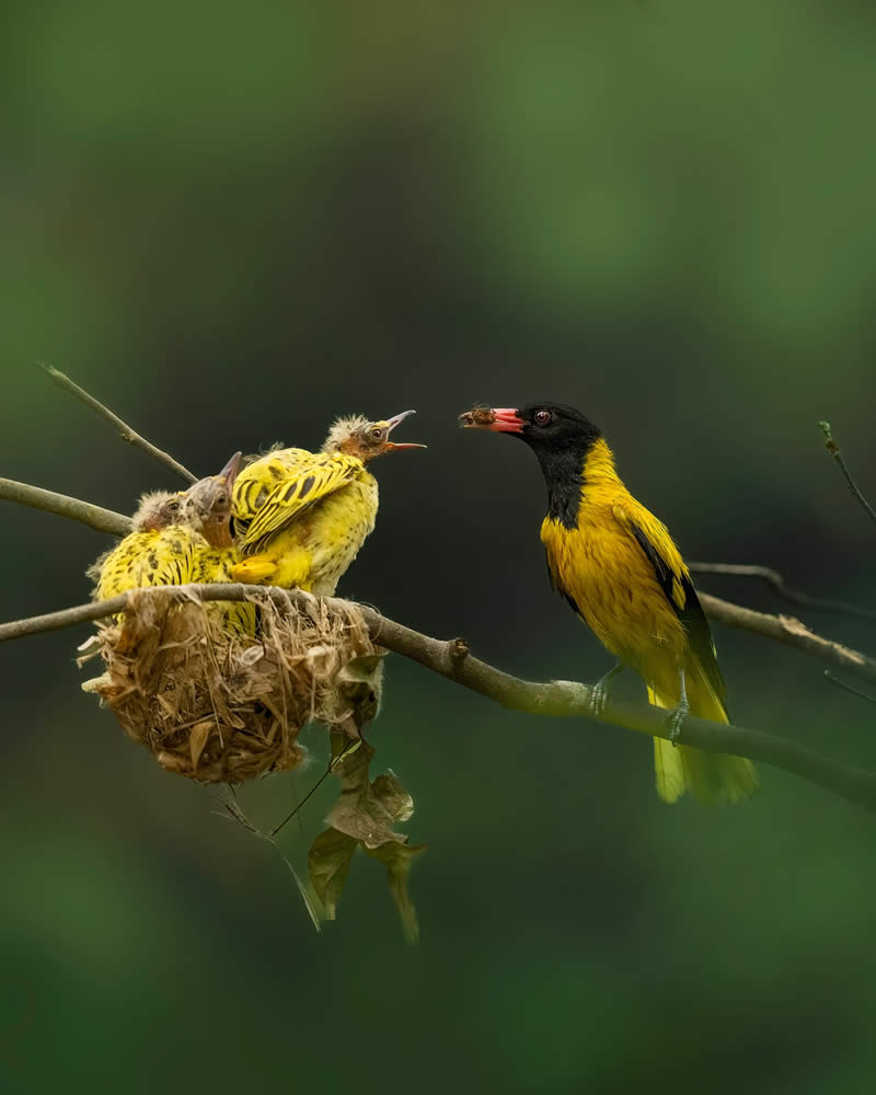 Indian Wildlife Photography by Swarnendu Chatterjee