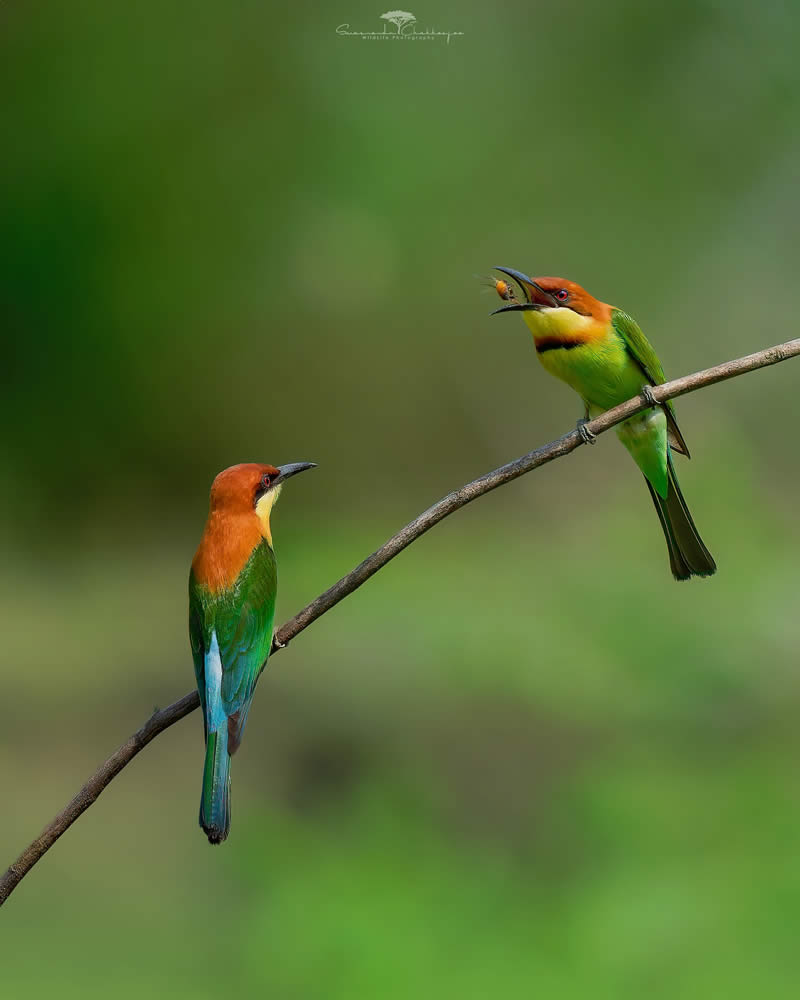 Indian Wildlife Photography by Swarnendu Chatterjee