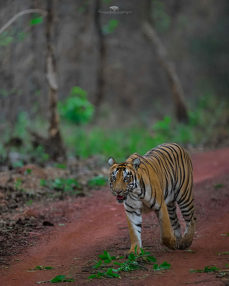 Indian Wildlife Photography by Swarnendu Chatterjee