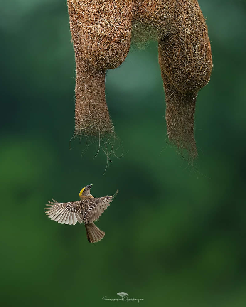 Indian Wildlife Photography by Swarnendu Chatterjee